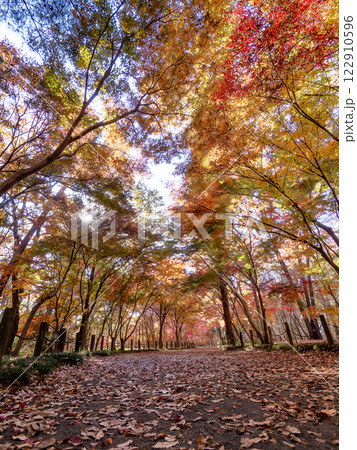 秋晴れに映える鮮やかに色づいた紅葉の散策路 122910596
