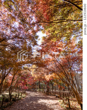 秋晴れに映える鮮やかに色づいた紅葉の散策路 秋晴れに映える鮮やかに色づいた紅葉の散策路 122910600