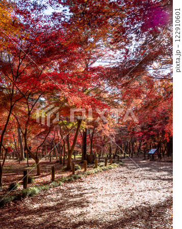 秋晴れに映える鮮やかに色づいた紅葉の散策路 秋晴れに映える鮮やかに色づいた紅葉の散策路 122910601