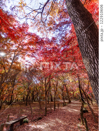 秋晴れに映える鮮やかに色づいた紅葉の散策路 122910606