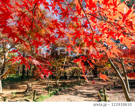 秋晴れに映える鮮やかに色づいた紅葉の散策路 122910610