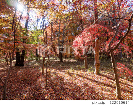 秋晴れに映える鮮やかに色づいた紅葉の散策路 122910614