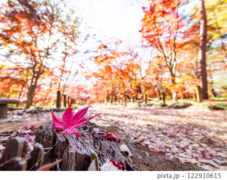 秋晴れに映える鮮やかに色づいた紅葉の散策路 秋晴れに映える鮮やかに色づいた紅葉の散策路 122910615