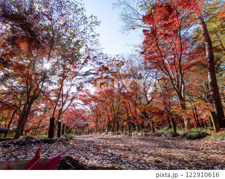 秋晴れに映える鮮やかに色づいた紅葉の散策路 122910616