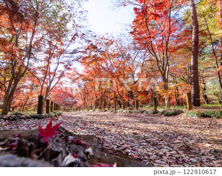 秋晴れに映える鮮やかに色づいた紅葉の散策路 秋晴れに映える鮮やかに色づいた紅葉の散策路 122910617