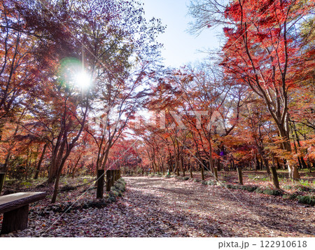 秋晴れに映える鮮やかに色づいた紅葉の散策路 122910618