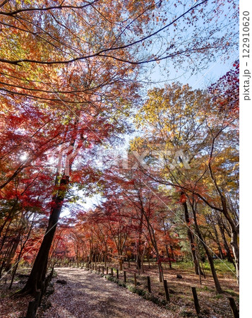 秋晴れに映える鮮やかに色づいた紅葉の散策路 秋晴れに映える鮮やかに色づいた紅葉の散策路 122910620
