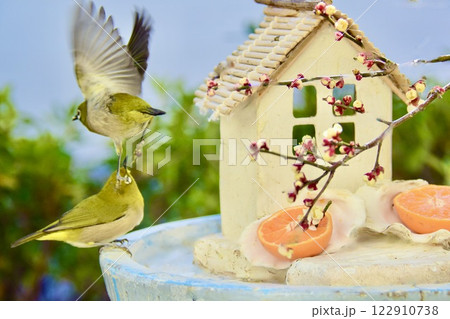 梅の花の香りが漂う庭で。 梅の花の香りが漂う庭で。 122910738
