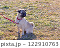 愛犬のパグと公園を散歩している様子 122910763