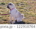 愛犬のパグと公園を散歩している様子 122910764