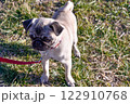 愛犬のパグと公園を散歩している様子 122910768