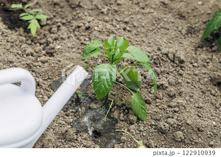 Watering pepper seedlings in the garden with a watering can. Organic gardening Watering pepper seedlings in the garden with a watering can. Organic gardening 122910939