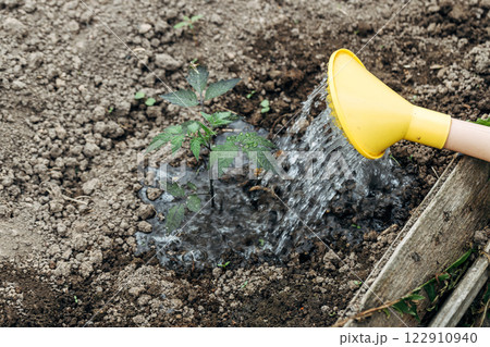 Watering tomato plant in vegetable garden. Organic gardening 122910940