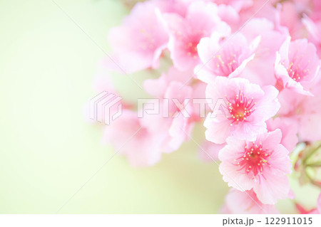 桜の花イメージ背景 122911015