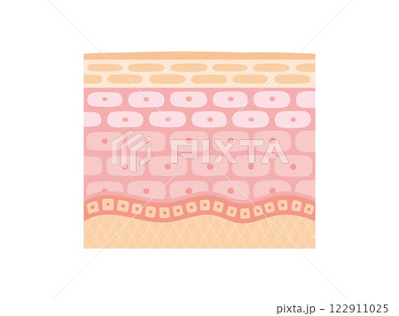 肌断面図で見せる肌のイメージ 肌断面図で見せる肌のイメージ 122911025