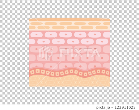 肌断面図で見せる肌のイメージ 肌断面図で見せる肌のイメージ 122911025