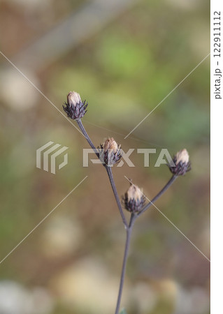 New York ironweed 122911112