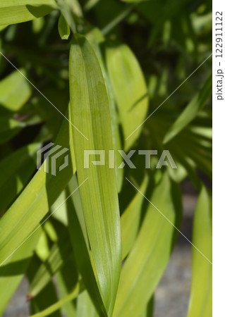 Flax lily 122911122
