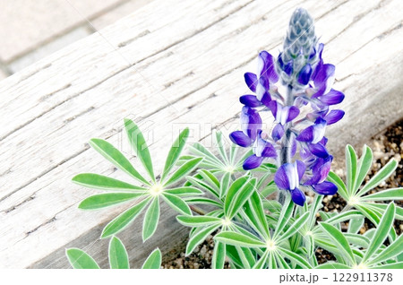 青いルピナスの花 青いルピナスの花 122911378