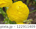 黄色いラナンキュラス 122911409