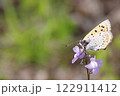 マツバウンランとシジミチョウ 122911412