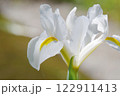 白い花菖蒲 122911413
