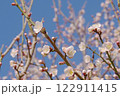 梅の花 122911415