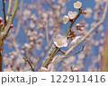 白梅 122911416