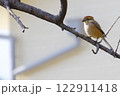 シマアカモズ 122911418