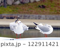 カモメ 122911421
