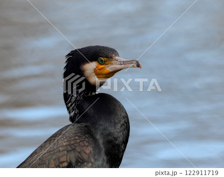 カワウ カワウ 122911719