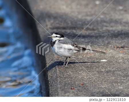 ハクセキレイ 122911810