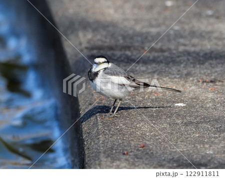 ハクセキレイ 122911811