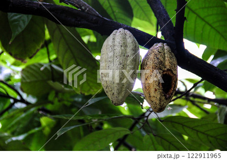 Close-up of two cacao pods hanging from a tree branch in a tropical forest, one fresh and the other decaying. Close-up of two cacao pods hanging from a tree branch in a tropical forest, one fresh and the other decaying. 122911965