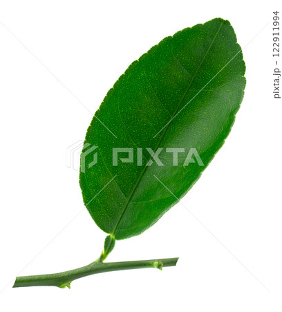 Citrus leaves isolated on a white background Citrus leaves isolated on a white background 122911994