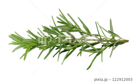 Fresh rosemary isolated on a white background. Fresh rosemary isolated on a white background. 122912003