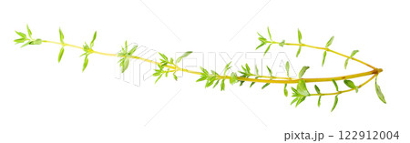 Fresh Thyme Herb isolated on white background. Fresh Thyme Herb isolated on white background. 122912004