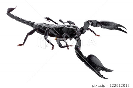 Black scorpions isolated on a white background Black scorpions isolated on a white background 122912012