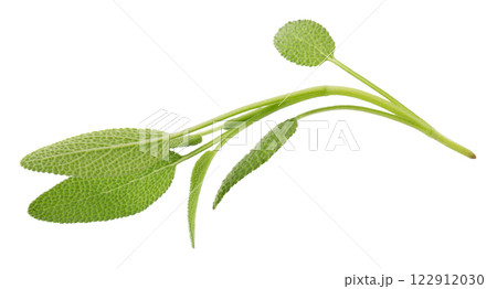 Sage plant isolated on a white background Sage plant isolated on a white background 122912030