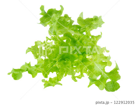 Green oak leaf lettuce isolated on a white background Green oak leaf lettuce isolated on a white background 122912035