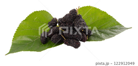 Mulberry fruit and Mulberry leaves, Mulberry isolated on white background Mulberry fruit and Mulberry leaves, Mulberry isolated on white background 122912049