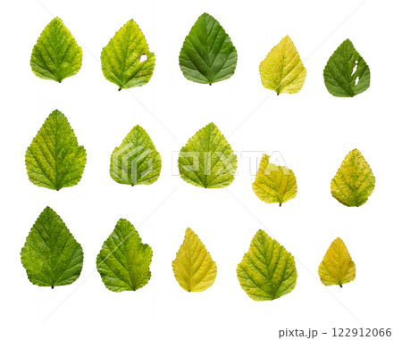 Green leaves isolated on a white background Green leaves isolated on a white background 122912066