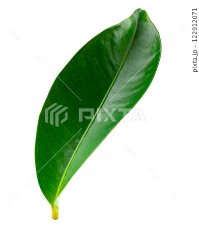 Mangosteen leaves isolated on a white background Mangosteen leaves isolated on a white background 122912071