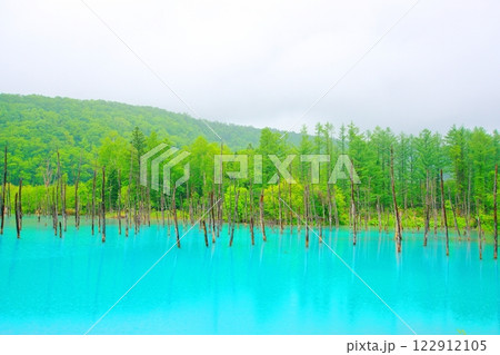 雨の 白金青い池/北海道美瑛町 雨の 白金青い池/北海道美瑛町 122912105