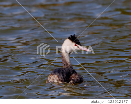 カンムリカイツブリ 122912177