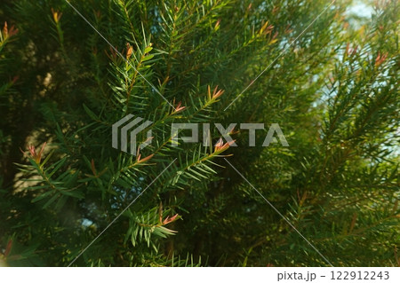 Melaleuca bracteata macro leaves small world Melaleuca bracteata macro leaves small world 122912243