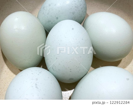 幸せの青い卵と言われる珍しい鶏卵(アローカナ)11 幸せの青い卵と言われる珍しい鶏卵(アローカナ)11 122912284