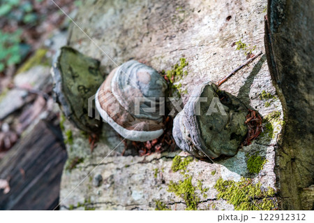 tree fungi growing on aged wood, surrounded by moss. A detailed fungal life in the forest, natural decay and organic textures, essential decomposers in ecosystem, grow in layered formations 122912312