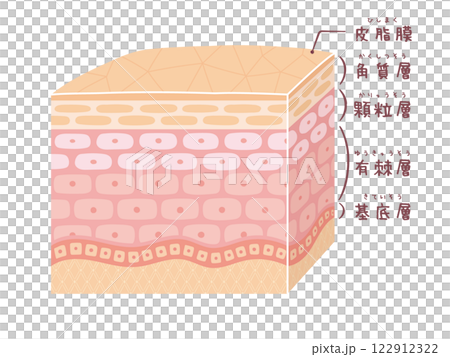 立体的な肌の断面のイメージ画像(名称有り) 122912322