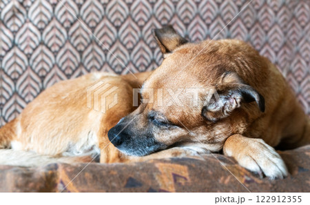 Close-up of an old sleeping dog with short reddish ginger fur curled up on a couch. A serene pet enjoying a nap in a comfortable home setting. Warm and cozy domestic scene 122912355
